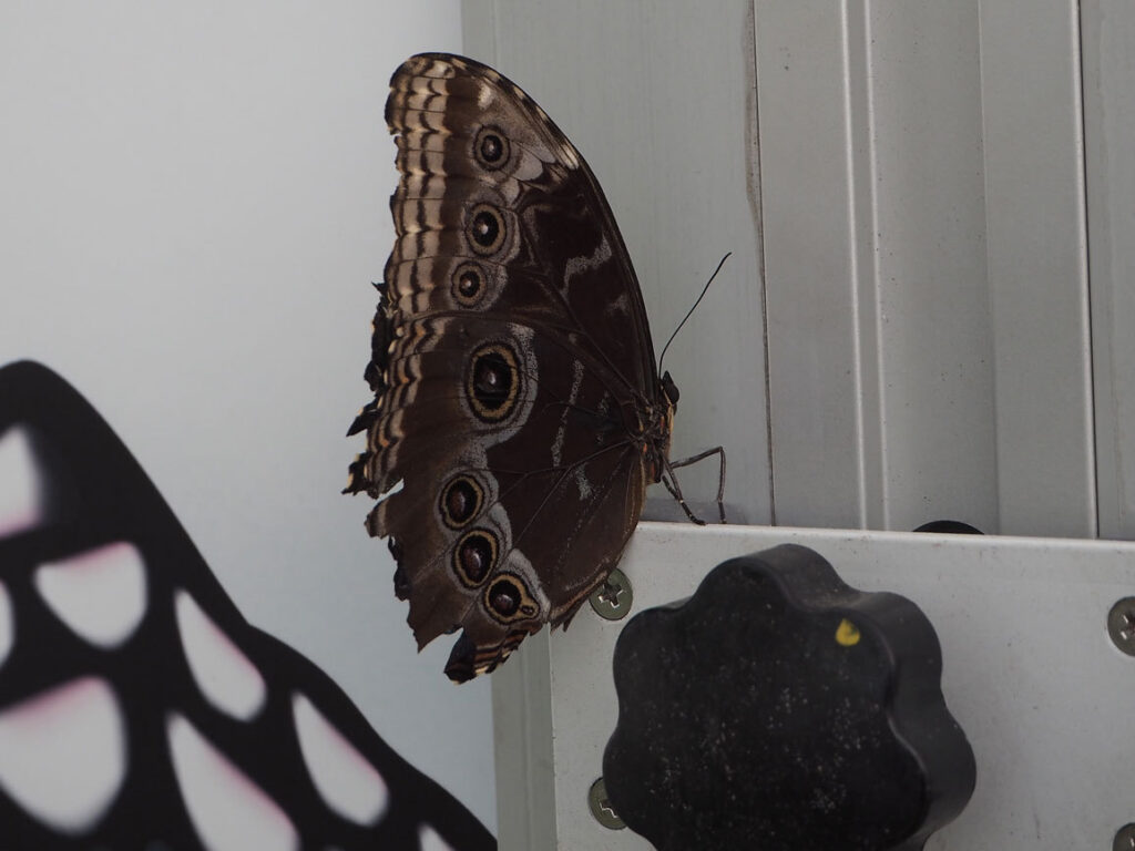 Bruine vlinder met oogvlekken rust op een wand in de pop-up vlindertuin in Knokke